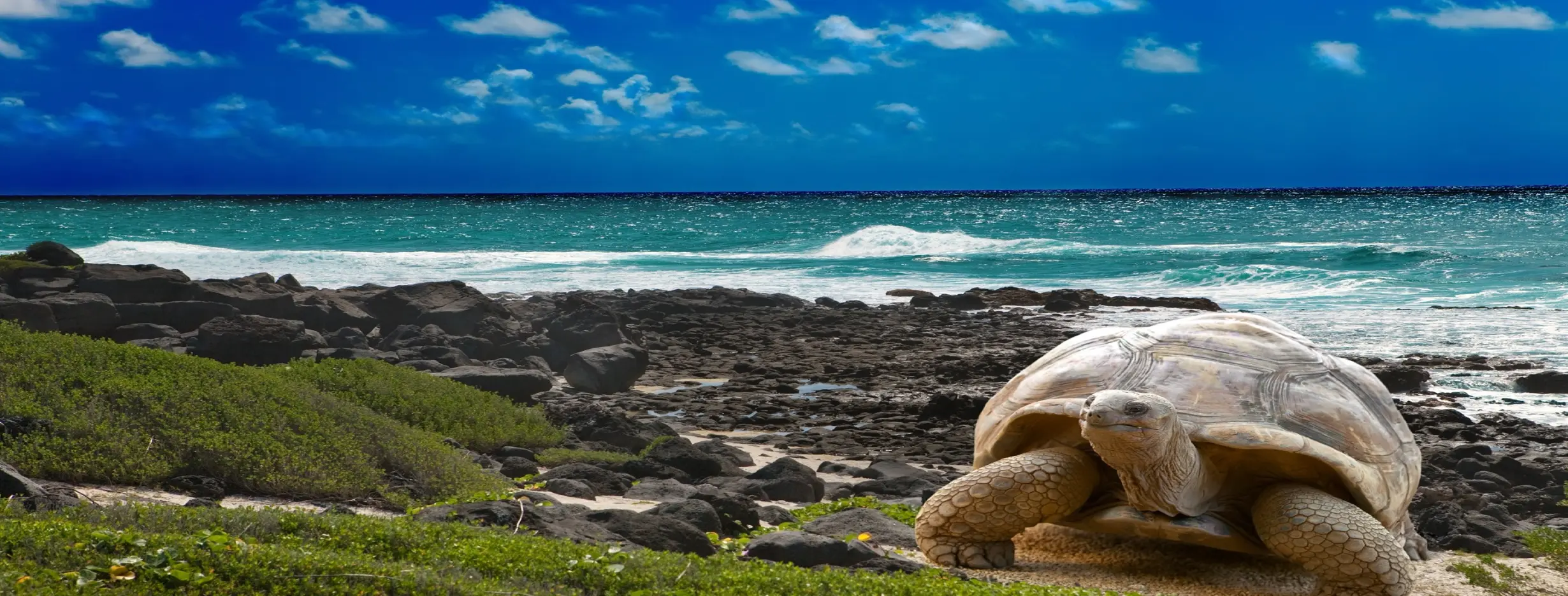Image for Galapagos Wonders